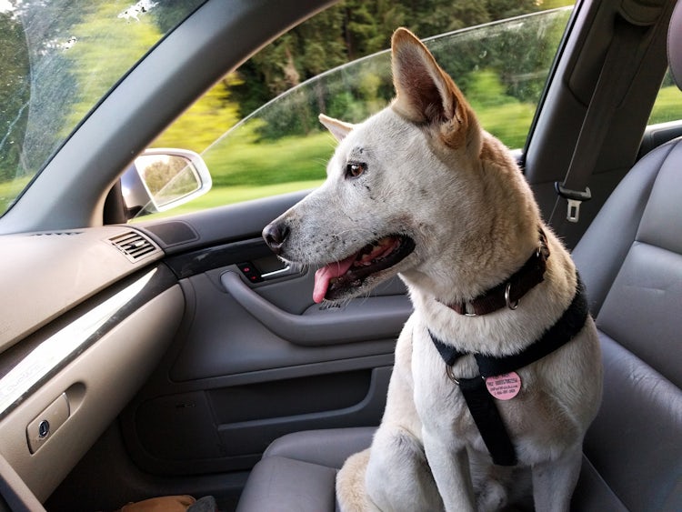 Tipps für Autofahrer: Wie Sie Hunde im Auto am besten transportieren