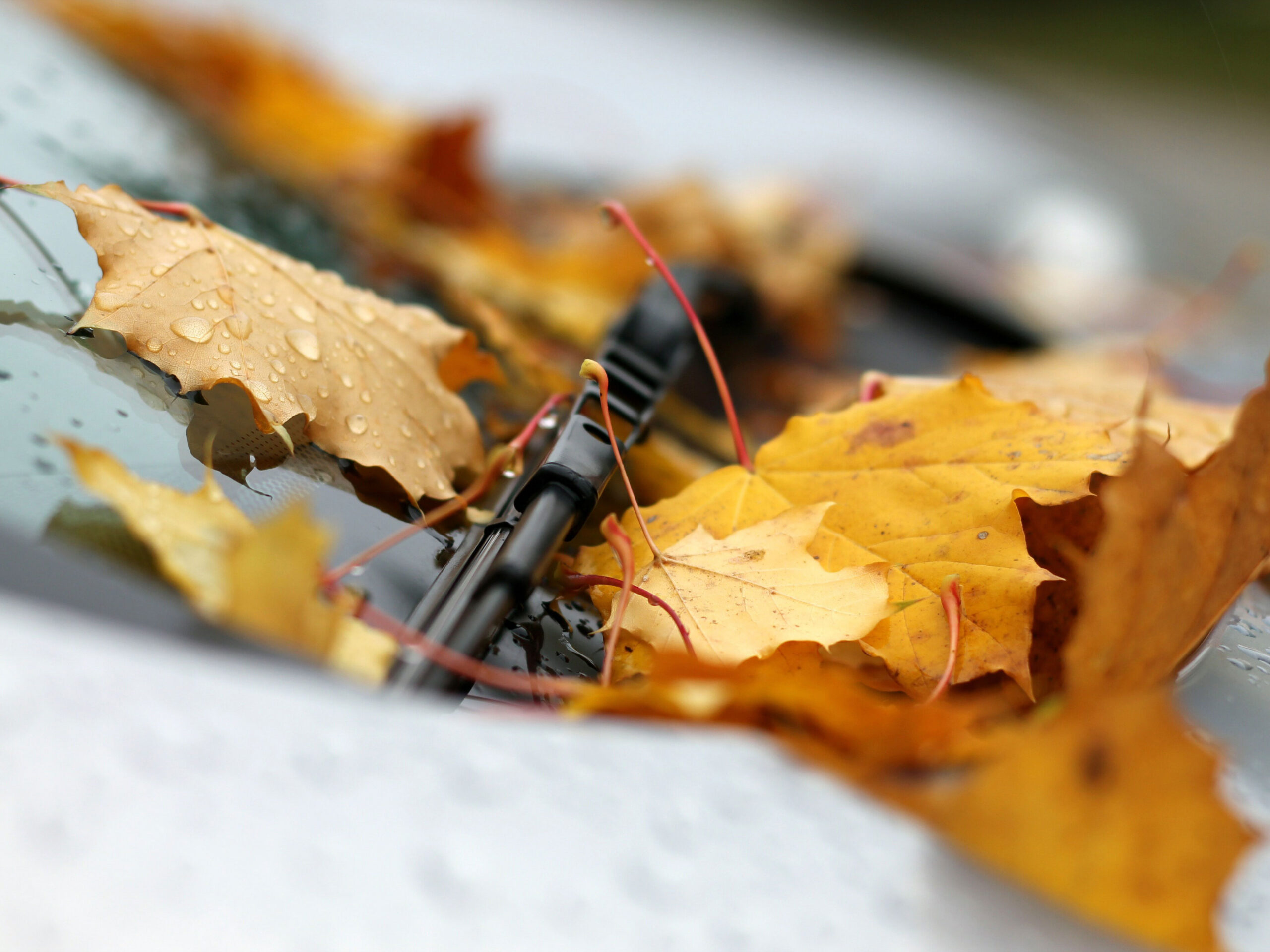 Scheibenwischer-Herbst